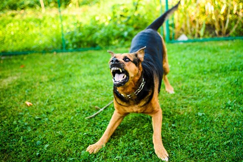 Personal injury claims due to a dog attack